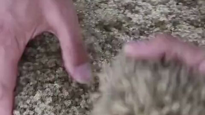 蟹蟹辣么可爱，怎么可以吃蟹蟹