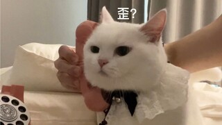 My cat answered a phone call and went out! I didn't dare to ask