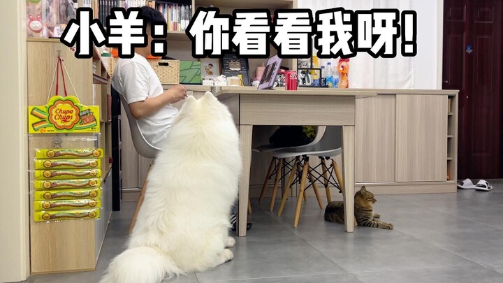 Dog: As long as I’m patient enough, I’ll get my food!