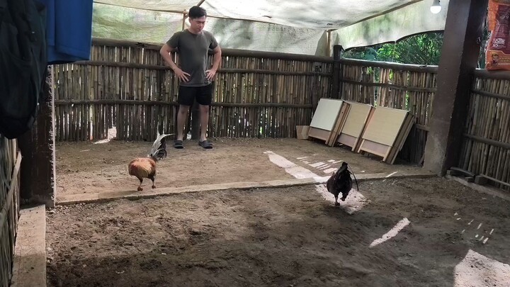 ECA Dom Vs Roundhead