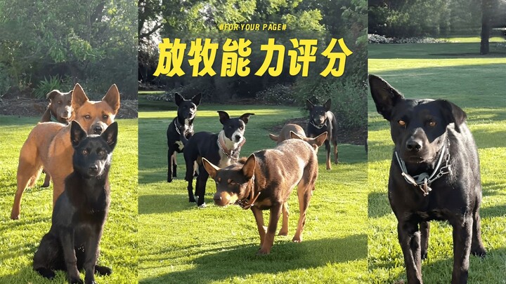 Penilaian tinggi atas kemampuan penggembalaan anjing peternakan 💯