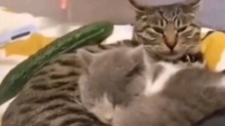 Con mèo rất kiên nhẫn.