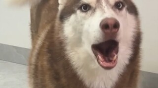 ظل الهاسكي يلعن ولم يرغب في البقاء في الغرفة المكيفة، لكنه ندم على الفور بعد السماح له بالخروج!