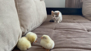 How does a kitten react when it sees a chick?