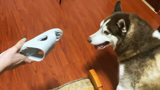 [Dog] Husky is always jealous