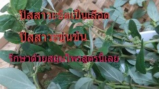 น้ำนมราชสีห์สูตรรักษาปัสสาวะขัดเป็นเลือด ช่วยขับปัสสาวะฯ /โดยฮอยไทยอีสาน