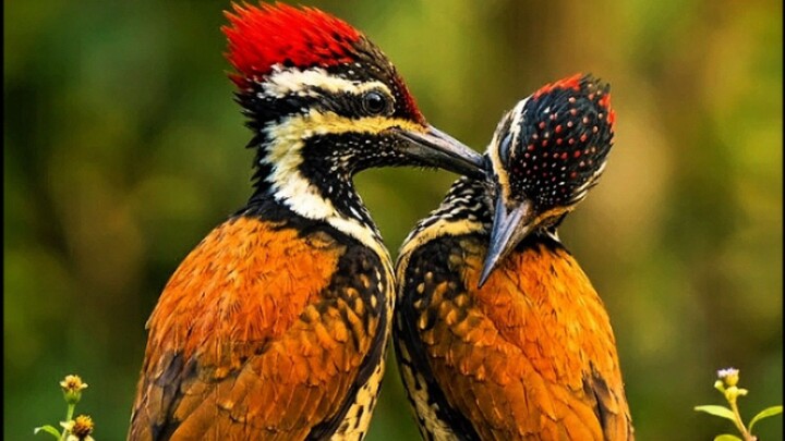 Beautiful Kingfisher | Wildlife Photography 📸🌿