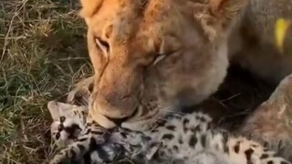 ฮากิมิที่บินได้