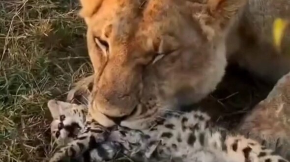 هاكيمي الطائر