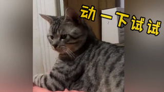 عندما تتسلل لتداعب خصيتَيِ الهرّة، النتيجة...