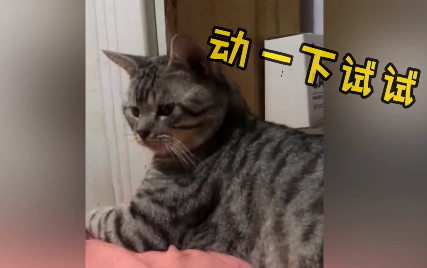 When you sneakily touch a cat's balls, the result is...