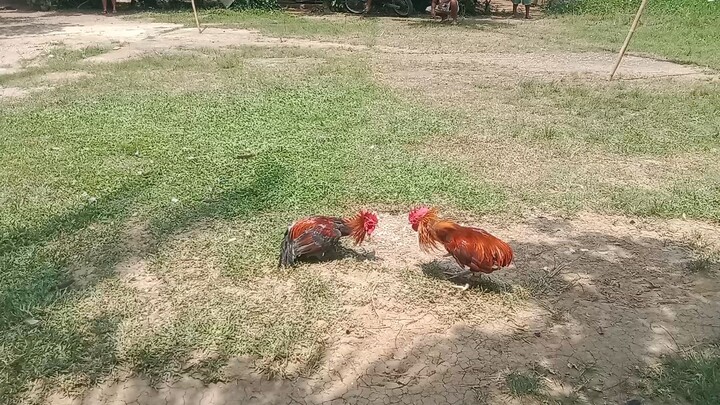 panalo yong walang buntot Kong palahe