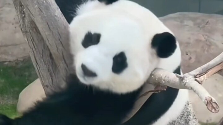 Sihai: I heard that many people on the Internet think that I have a hard life.