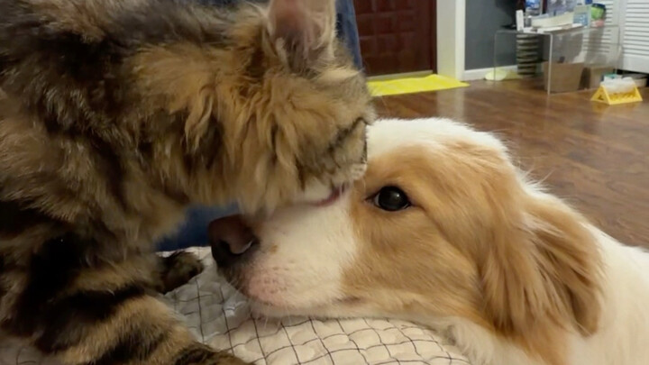 When I Bathe My Dog with Catnip