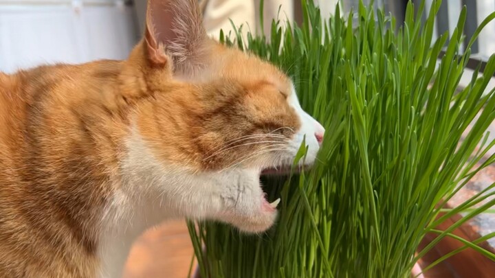 Immersive Cat Grass Eating (✧∇✧)