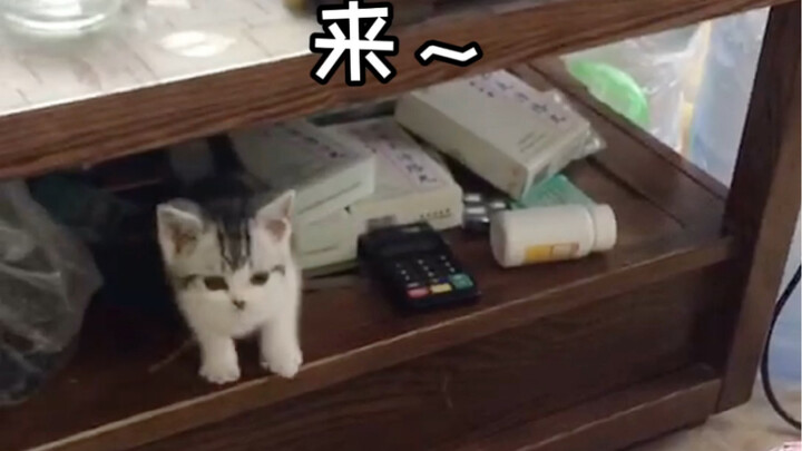 Ada anak kucing yang tumbuh besar sambil melompat-lompat～Peringatan imut tinggi!