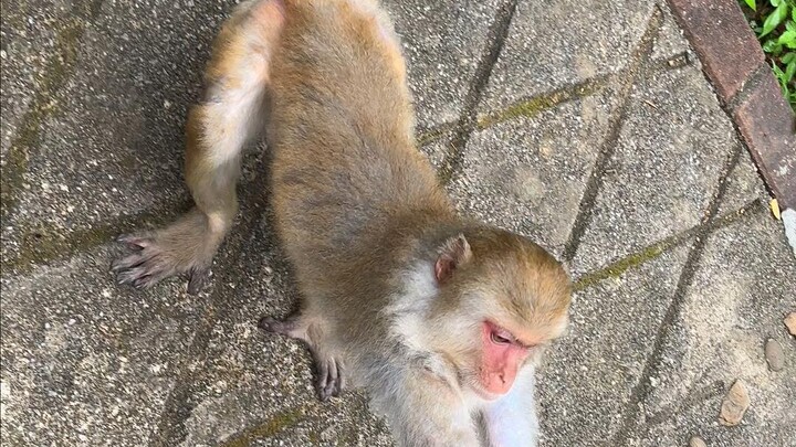 我出不了广西，你带一只马喽走吧