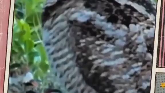 hi