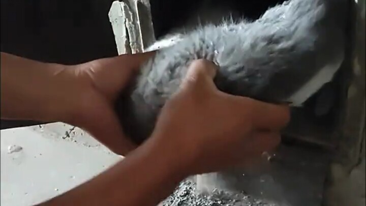A cat accidentally ingests rat poison and, on its deathbed, secretly slips away to hide.