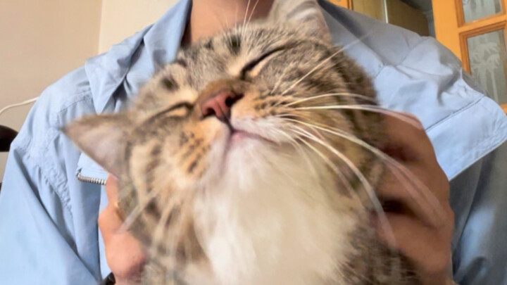 Little Cat Massage (˶‾᷄ ⁻̫ ‾᷅˵)