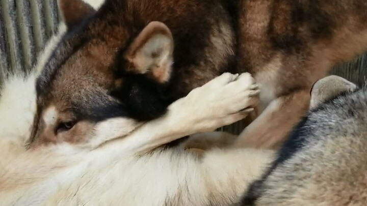 أخي وولف، لا تفعل ذلك~