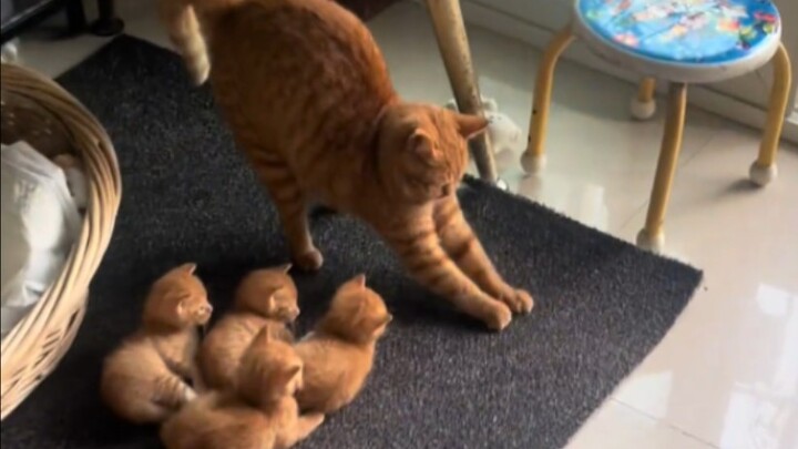 Maafkan Ibu Kucing yang Baru Pertama Kali Jadi Ibu