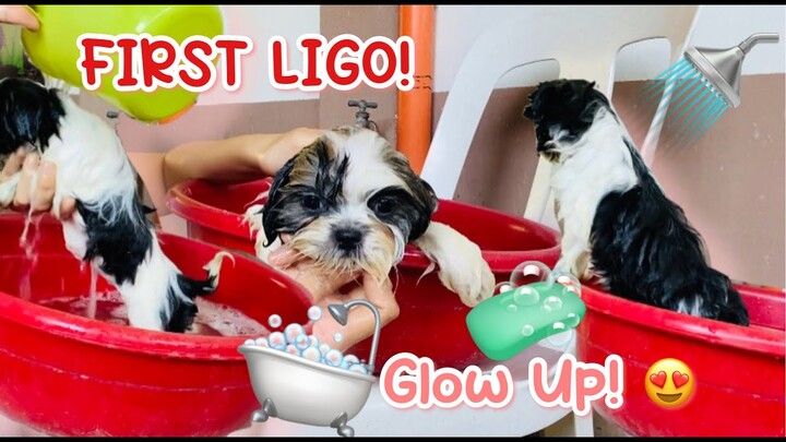 PUPPIES’ TRANSFORMATION! PAANO MAGPALIGO MG SHIH TZU PUPPY | MATCHAPUPS UPDATE