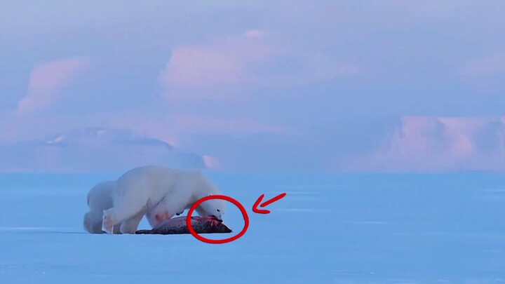 Why aren’t there any penguins at the North Pole?