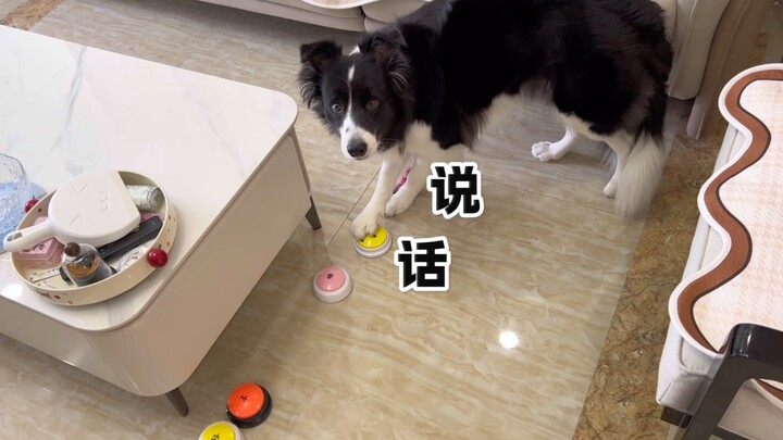 小狗：非要我一个字一个字说给你听吗