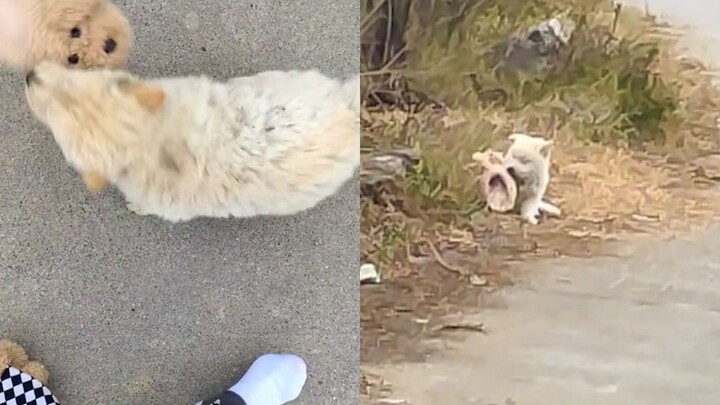Seorang perempuan yang sedang libur pulang ke kampung digoda oleh anjing kampung kecil, yang bahkan 