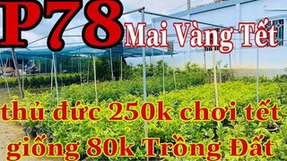 Mai vàng giá rẻ p78 | 0909502080 C.út | Mai vàng trồng đất | Mai Vàng Chơi Tết 2022