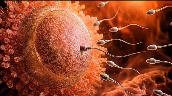 You started as THIS_ Watch your entire journey in 70 seconds _creatorsearchinsights _ _Embryology _P