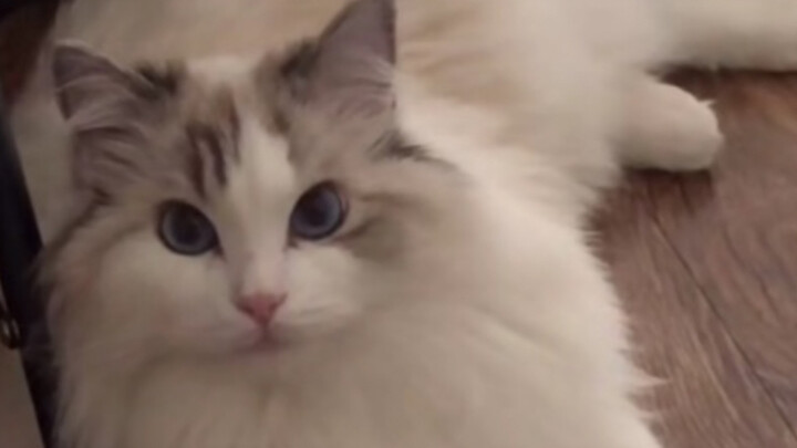 Con mèo Ragdoll xinh thế này mà không thích mèo đực thì tiếc quá...