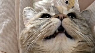 Akan menangis kalau tidak diberi makan