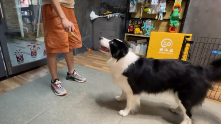 Inilah alasan border collie tak bisa jadi anjing polisi: saat pelajaran berlangsung, mereka malah ng