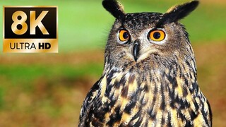 【8K Visual】Adorable owls with little heads spinning endlessly at 360 degrees~