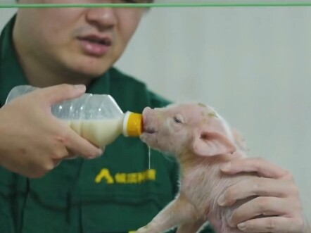 The little pig thought that drinking milk could ease pain just as it eases hunger.