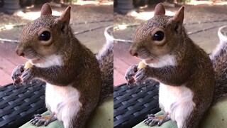 The rescued squirrel still often comes home to visit after it grows up~