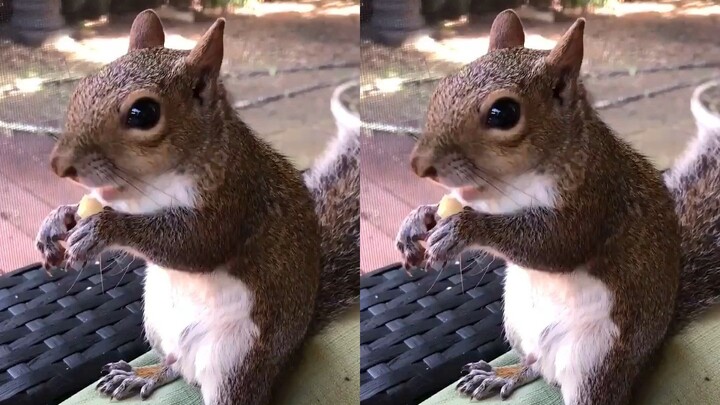 The rescued squirrel still often comes home to visit after it grows up~