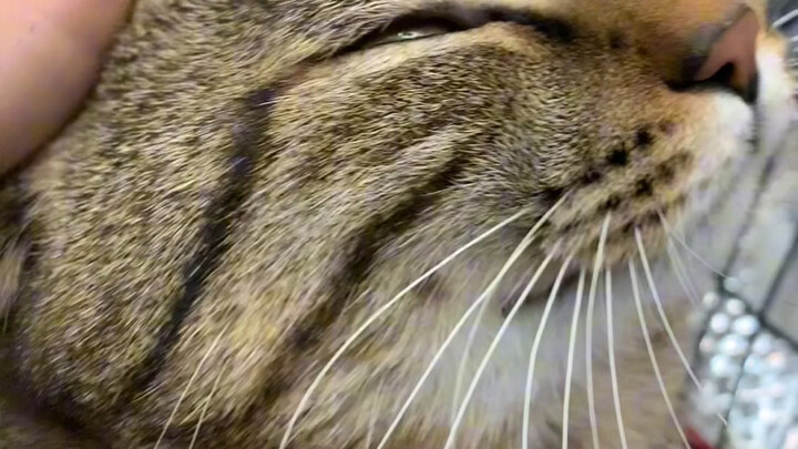 อวดน้องแมวตัวน้อยของฉันหน่อย!