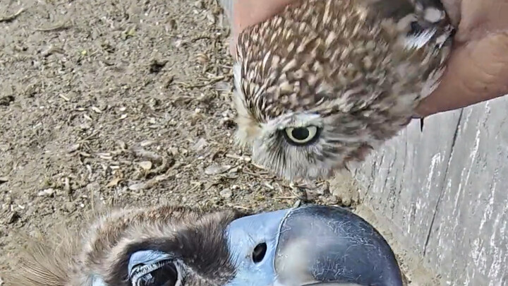 The new members, the owl and the vulture, thought it was an extra meal.
