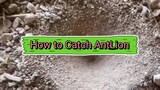 How to catch Ant Lion.