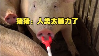 猪猪：人类太暴力了