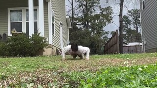 Confusing human behavior: Practicing "worm-like wriggling" in the yard. Don't do that, I'm scared...
