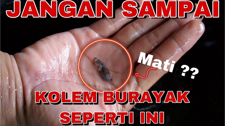 JANGAN SALAH CARA RAWAT CUPANG BURAYAK