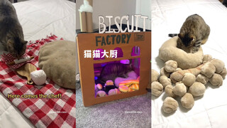 猫猫大厨驾到，通通闪开！