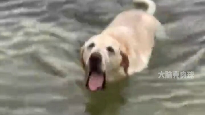 Anjing: Lain kali berenang aku nggak akan berani nganga mulut lagi!