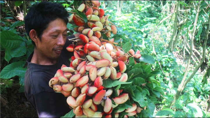 SURVIVAL SKILLS | PANEN DAN MENYANTAP BUAH ANTAP LIAR DIHUTAN