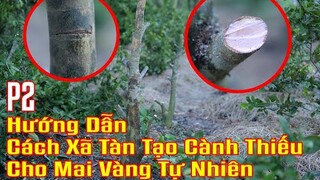 Chia sẻ cách xã tàn và tạo cành thiếu cho mai vàng tự nhiên | Mai Vàng Quê Tôi - Long An