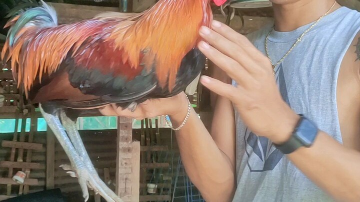 5months old gilmorehatch !